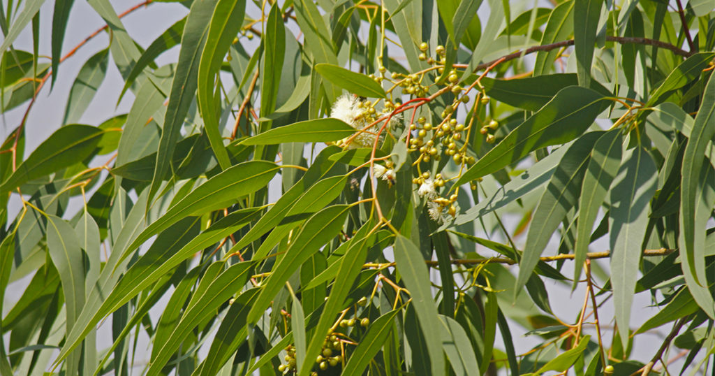 eucalyptus citronné